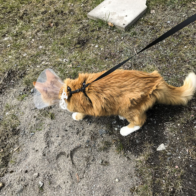 gustav, katt gustav, katt