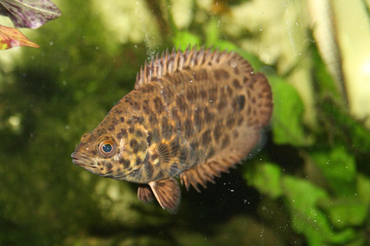 Leaf Fish Fishes World HD Images & Free Photos