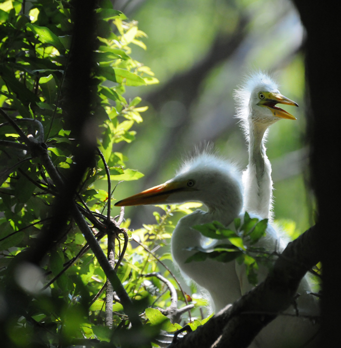 Audubon South Carolina Wading Bird Rookeries