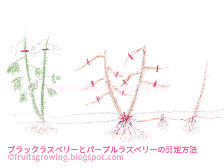鉢植えラズベリーの育て方 おいしい鉢植え果樹の栽培育て方 自宅を果樹園に