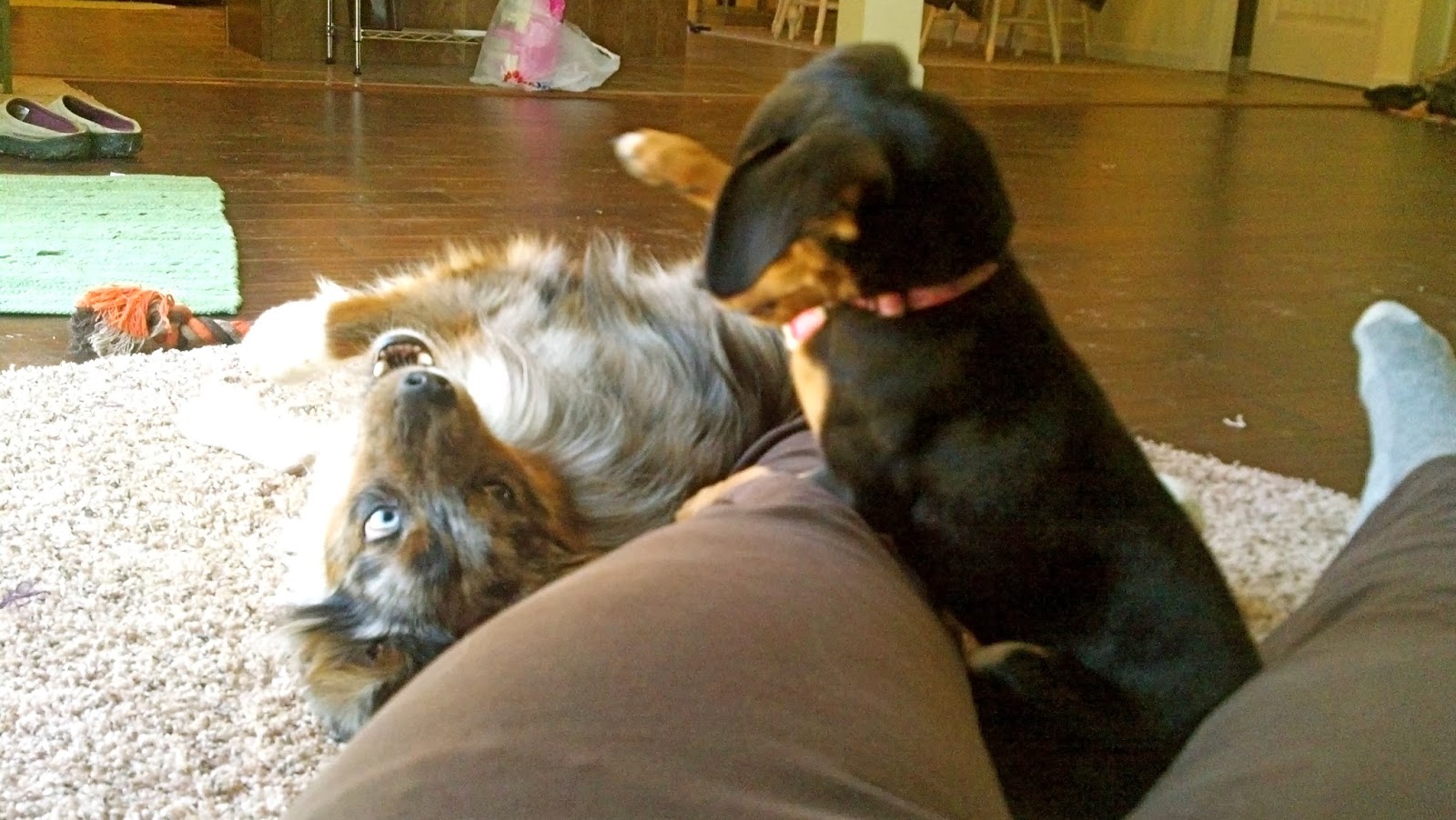 Raising a Mini Aussie Introducing a new puppy