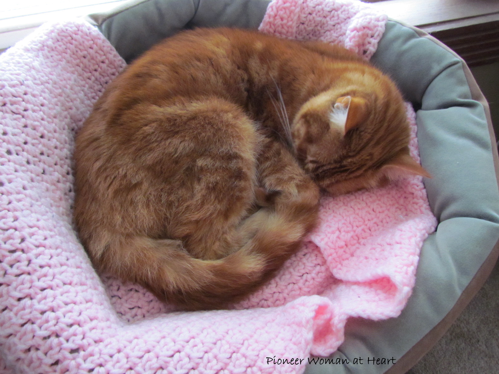 Pioneer Woman at Heart Heat Returns Spiced Pickled Beets Finished