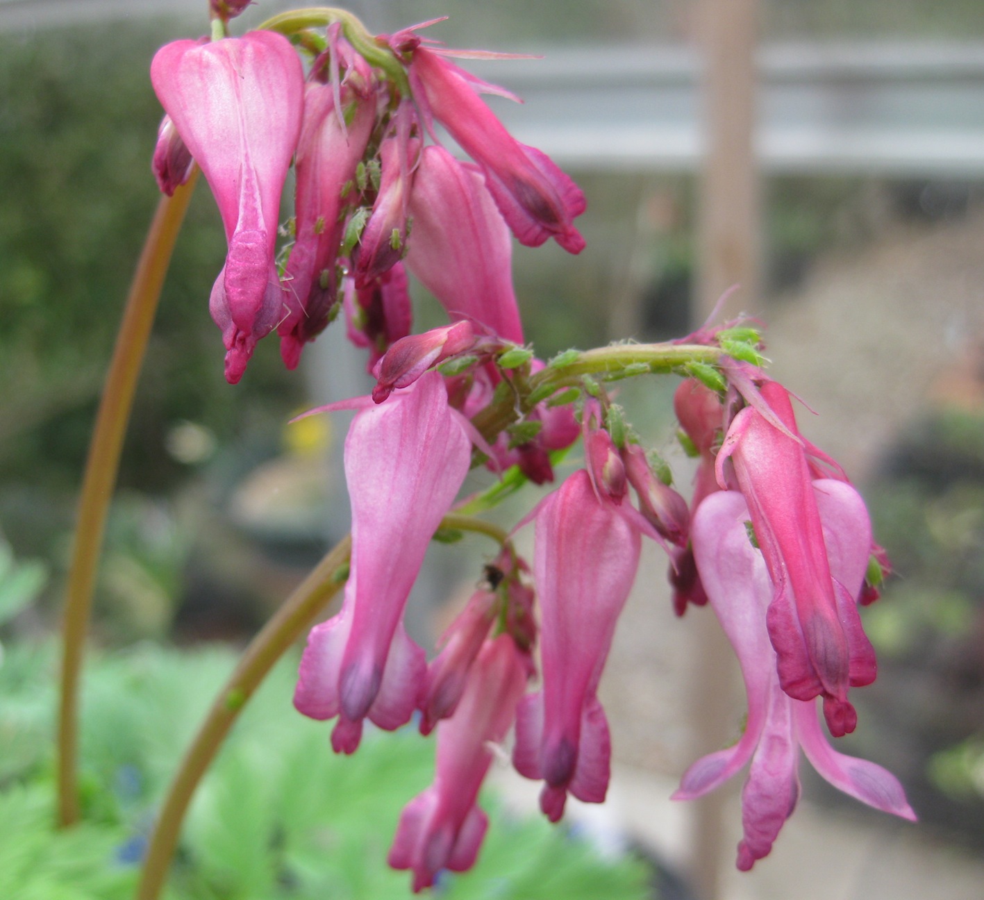Дицентра Dicentra eximia