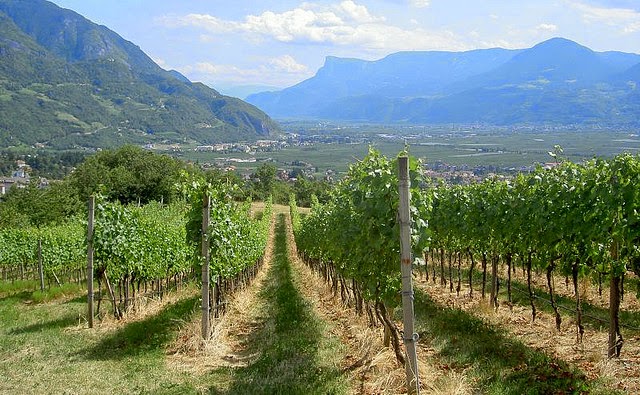 Alto Adige vineyards