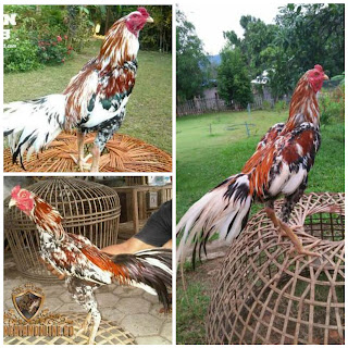 CIRI KHAS AYAM BLOROK