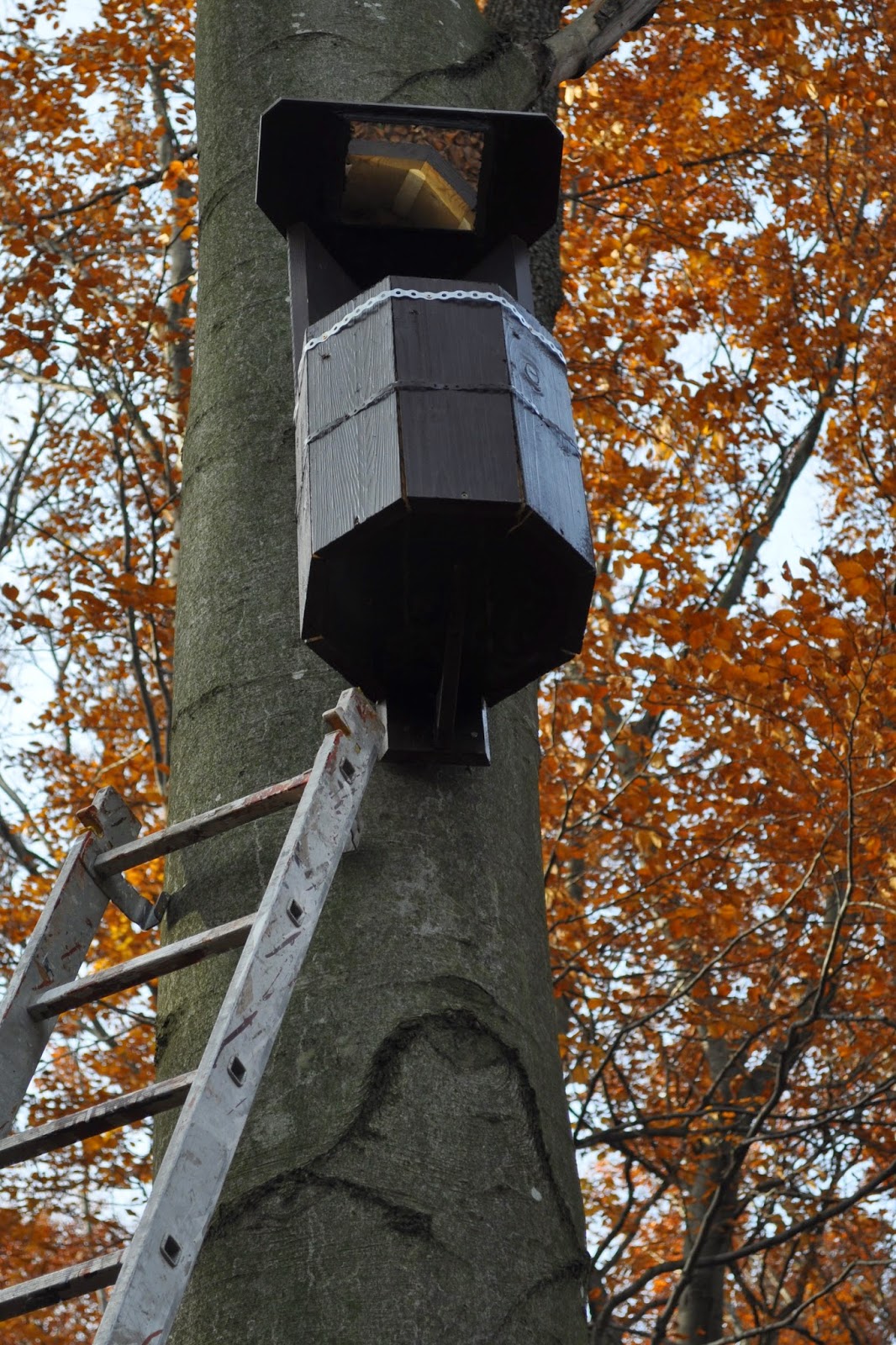 Probirder Ural Owl nestboxes