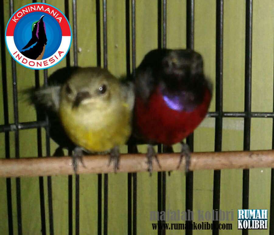 Cita Cita Konin Mania Untuk Breeding Kolibri Ninja Kini Telah