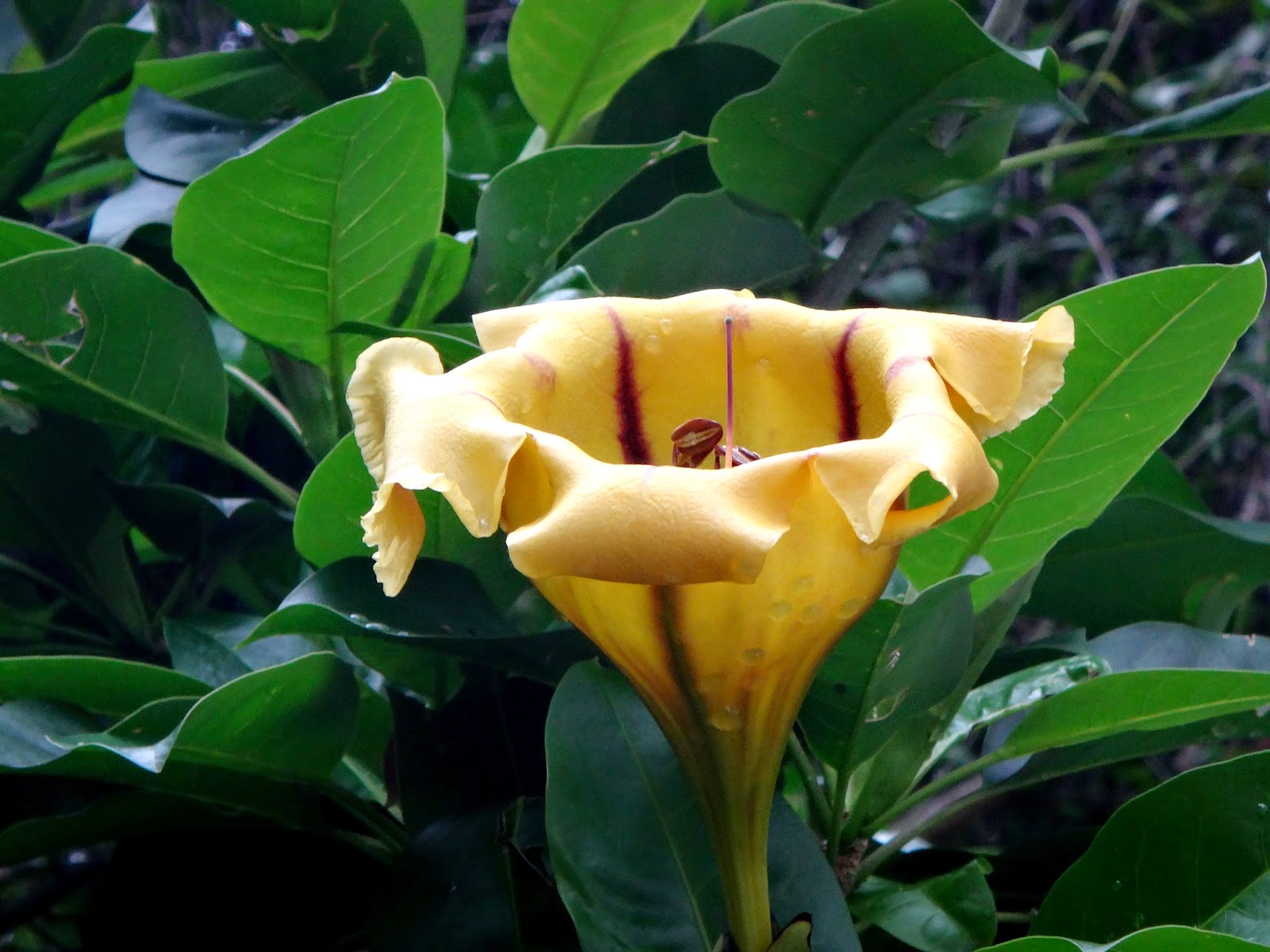 Uma flor por dia: Solandra