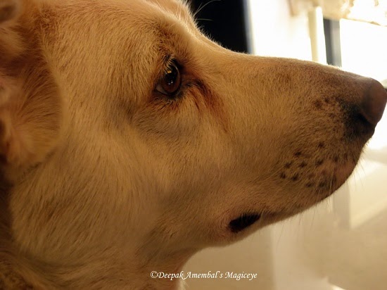 Best Senior Dog Food Best Senior Dog Food
