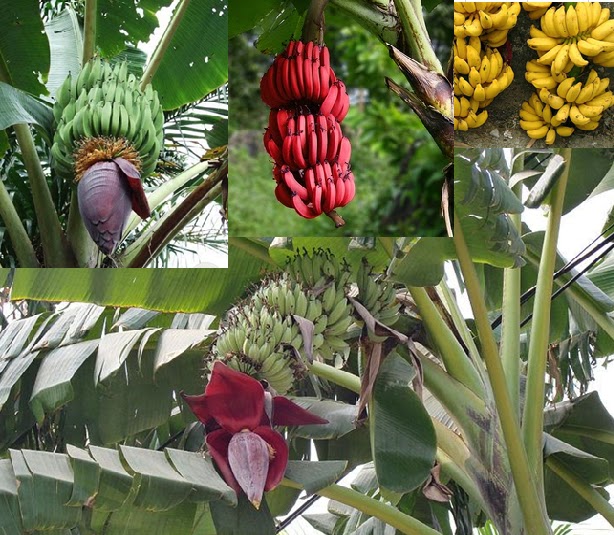 All about Ayurveda and Herbs Health Benefits of Banana (केला)