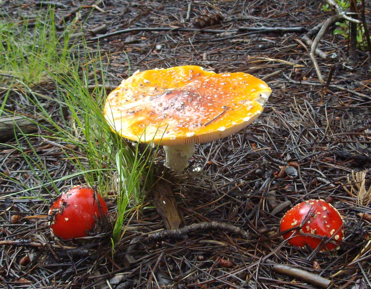 Rocky Mountains Mushrooms Of Colorado And The Southern Rocky Mountains