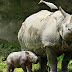 To Protect Rhinos, This National Park Just Shoots People (50 Poachers Killed So Far)