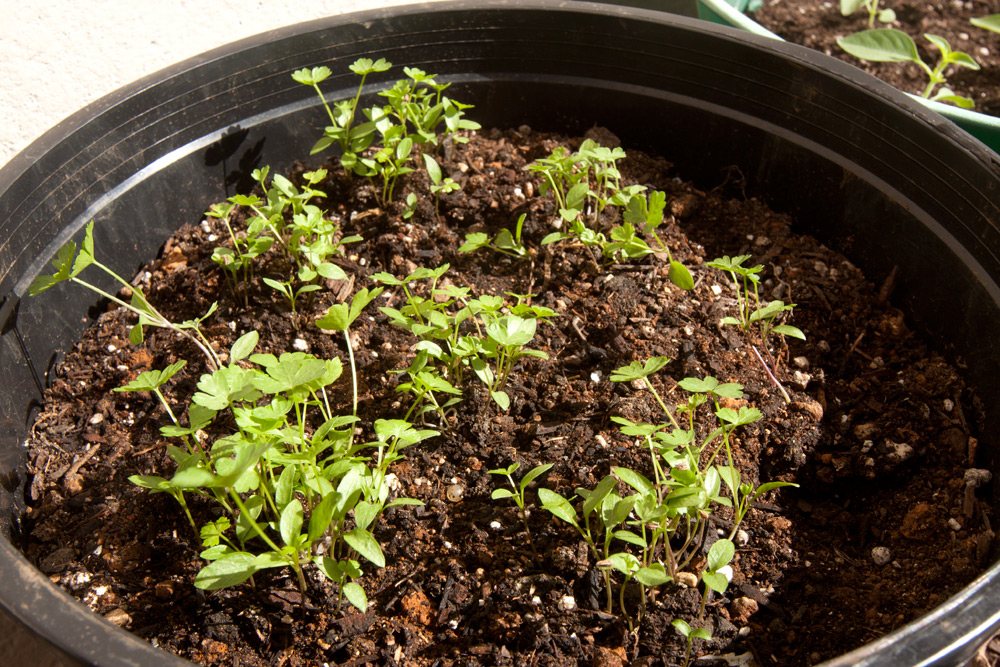 Plain Parsley Adventures in Gardening Pohnpei, Micronesia