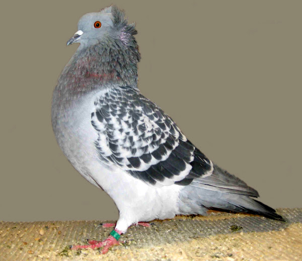 crested soultz pigeon, crested soultz pigeons, about crested soultz pigeon, crested soultz pigeon appearance, crested soultz pigeon breed, crested soultz pigeon breed info, crested soultz pigeon breed facts, crested soultz pigeon care, caring crested soultz pigeon, crested soultz pigeon color, crested soultz pigeon characteristics, crested soultz pigeon facts, crested soultz pigeon for exhibition, crested soultz pigeon for meat, crested soultz pigeon history, crested soultz pigeon info, crested soultz pigeon images, crested soultz pigeon meat, crested soultz pigeon origin, crested soultz pigeon photos, crested soultz pigeon pictures, crested soultz pigeon rarity, crested soultz pigeon rearing, raising crested soultz pigeon, crested soultz pigeon size, crested soultz pigeon temperament, crested soultz pigeon tame, crested soultz pigeon uses, crested soultz pigeon varieties, crested soultz pigeon weight