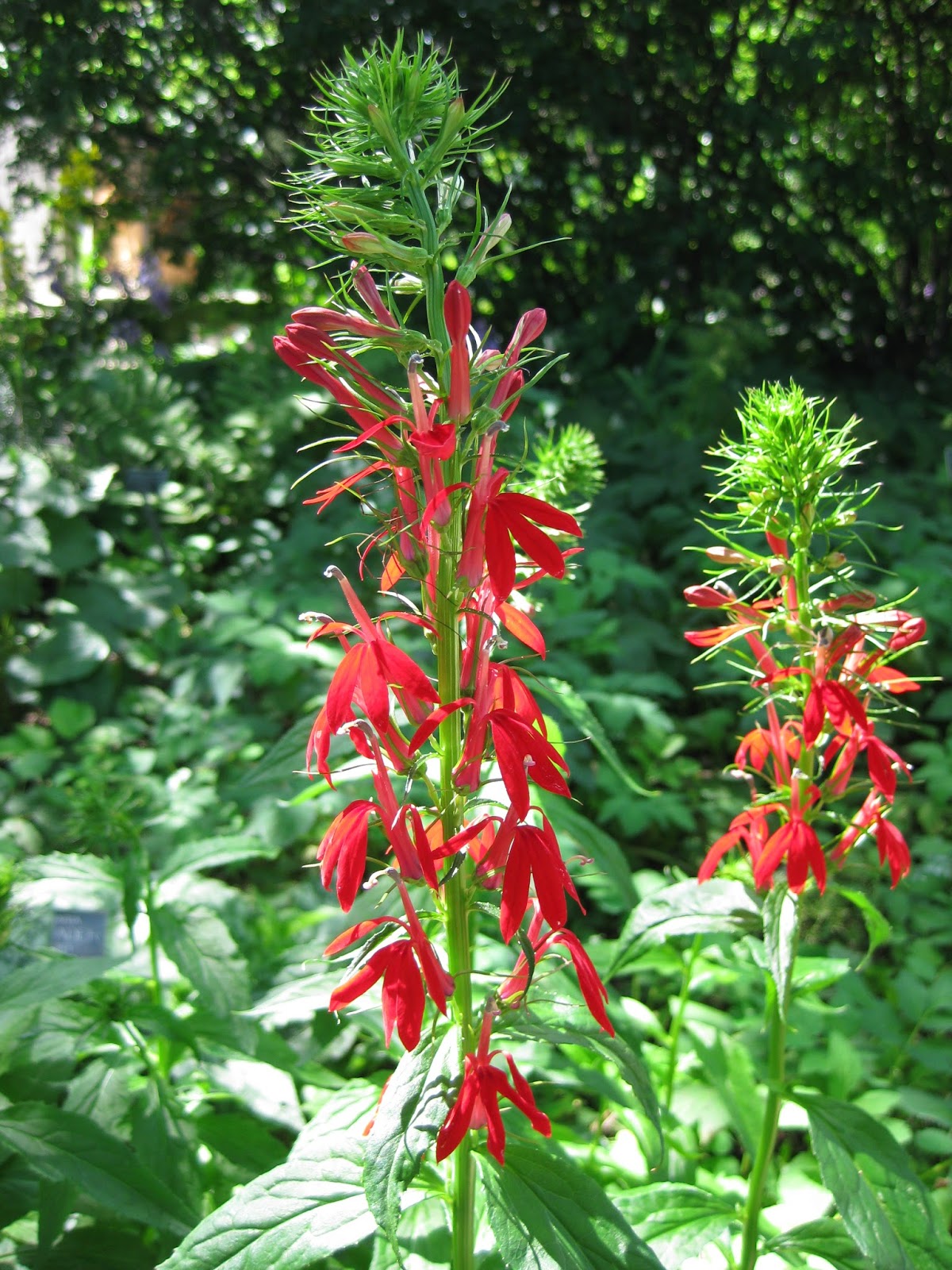 classic cardinal flower rotary