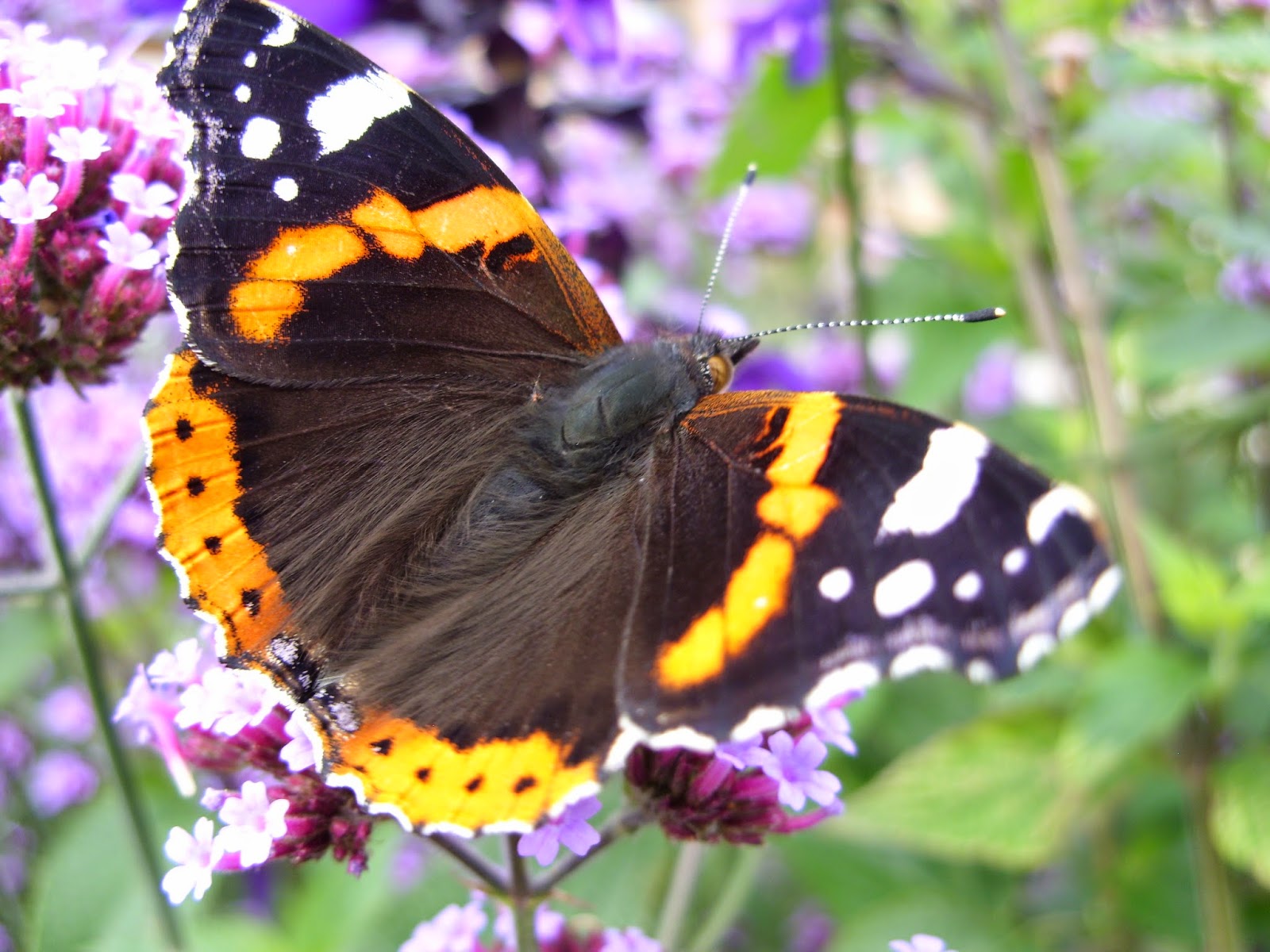 Kelli's Northern Ireland Garden: Late Summer Flowers
