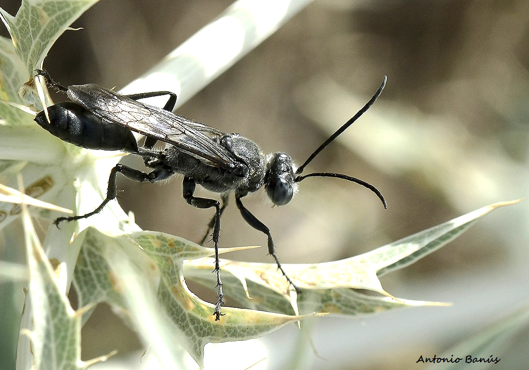 Cardo Insects APRENDIENDO CON LA VISTA: Insectos sobre cardos rodantes. (Fotos de paseos)