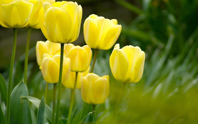 Hình ảnh hoa Tulip vàng & Ý nghĩa của hoa Tulip màu vàng là gi?