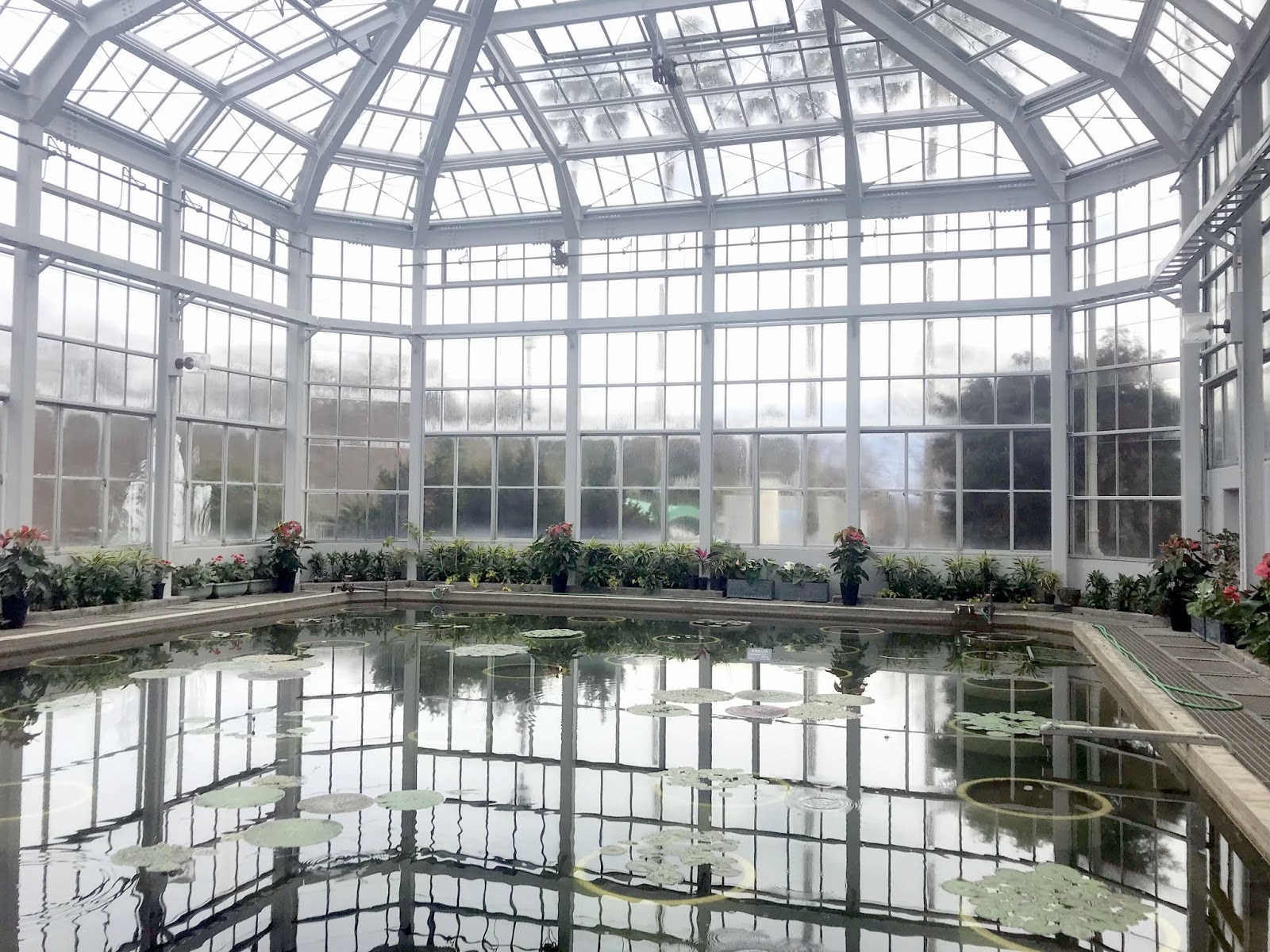 広島市植物公園ブログ 熱帯スイレン温室の現況 2 14
