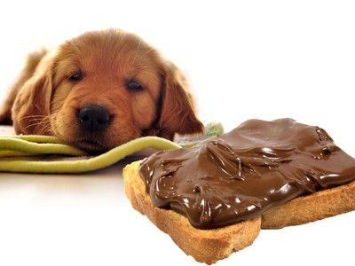 What To Do If Your Dog Eats Chocolate - Tips For Your Pets
