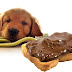 What To Do If Your Dog Eats Chocolate? - Tips For Your Pets
