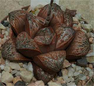  Haworthia 