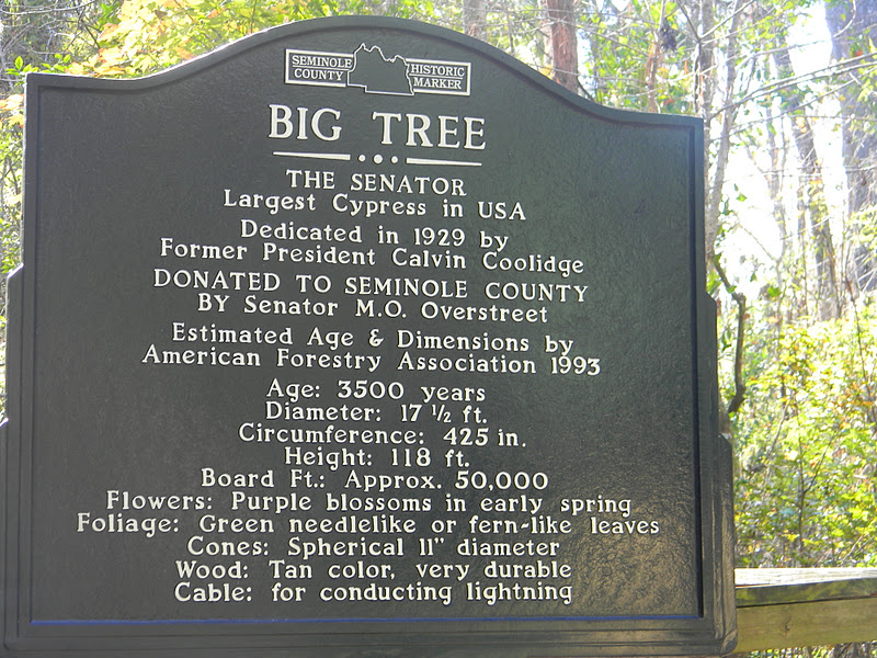 The "Unknown" Florida Senator Big Tree Park Longwood, FL