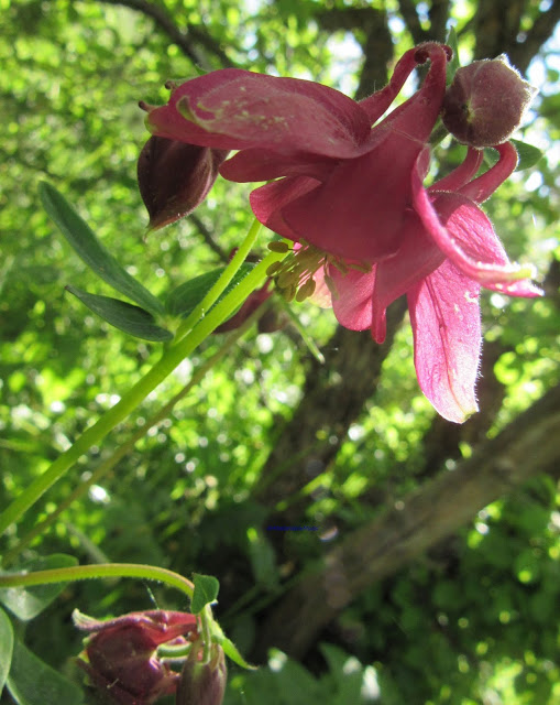 Tumman pinkki akilleija - Dark pink columbune - Aquilegia