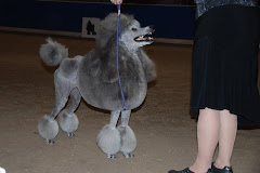 Poodle Specialty Club of B.C.