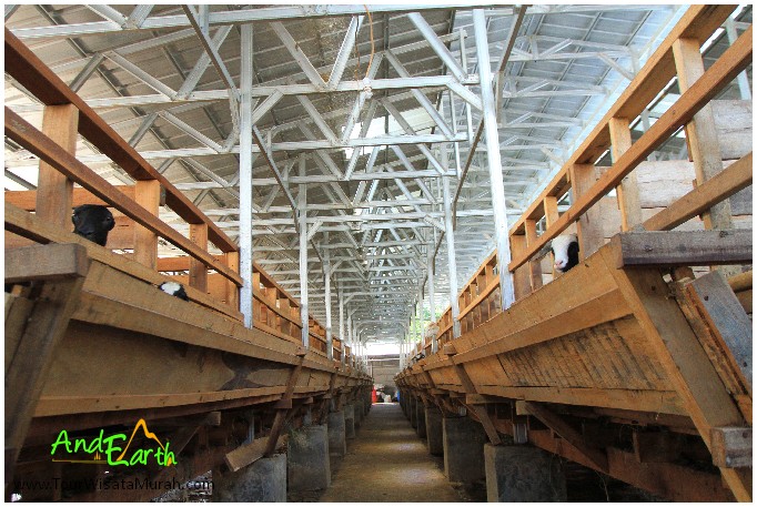 Jasa Buat Kandang Kambing dari Baja Ringan di Banyuwangi