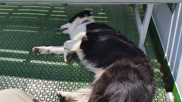 Bilder und Texte zu meinen Wanderungen mit Hund Konstanz und Untersee