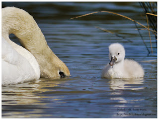 Cygne tuberculé - Cygnus olor - Mute Swan https://bioclicetphotos.blogspot.fr/search/label/Cygne%20tubercul%C3%A9%20-%20Cygnus%20olor