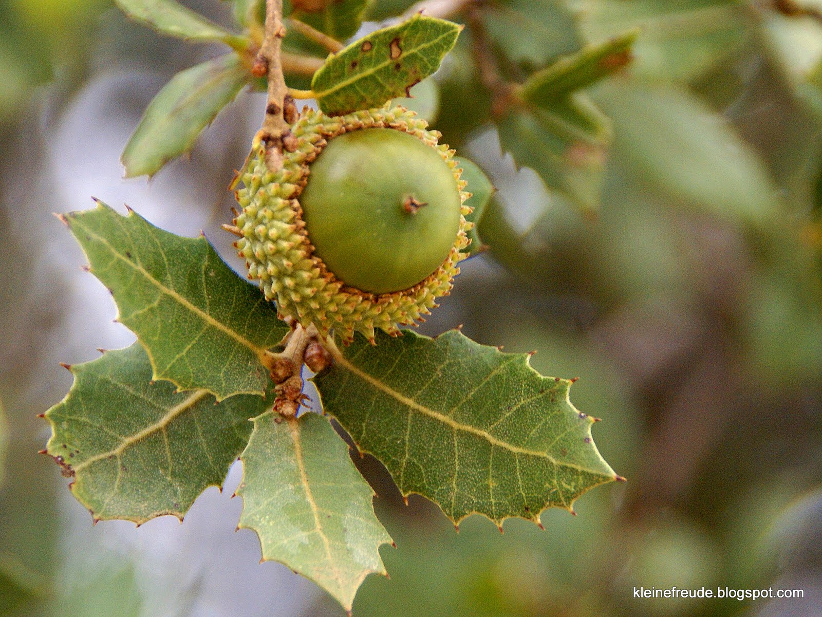 kleine freude Die Eiche / Oak im Keltischen Baumkreis