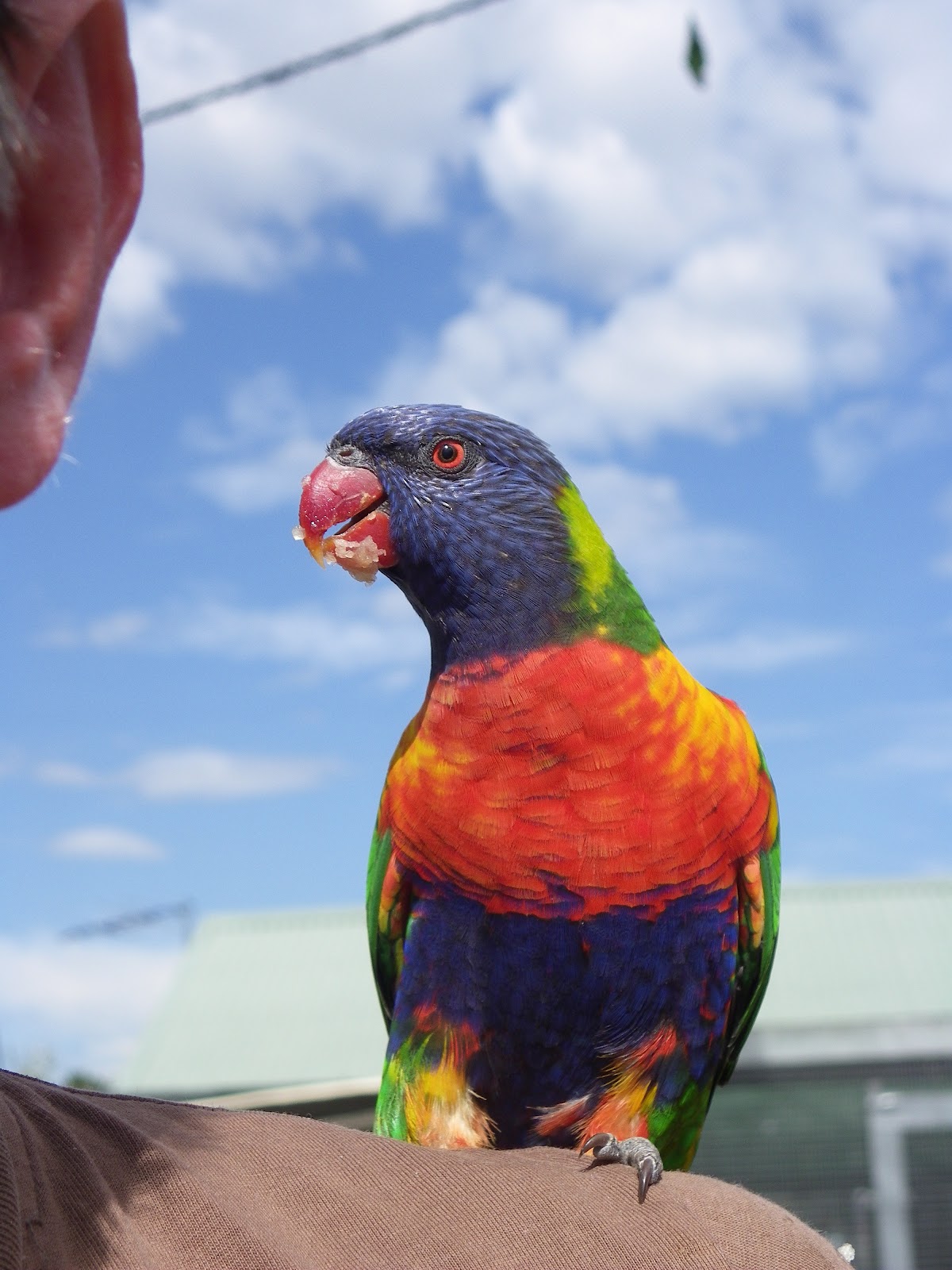 Cee Lew: Colourful Australian Birds