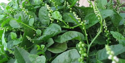 Rau Mồng Tơi Những Điều Bạn Chưa Biết