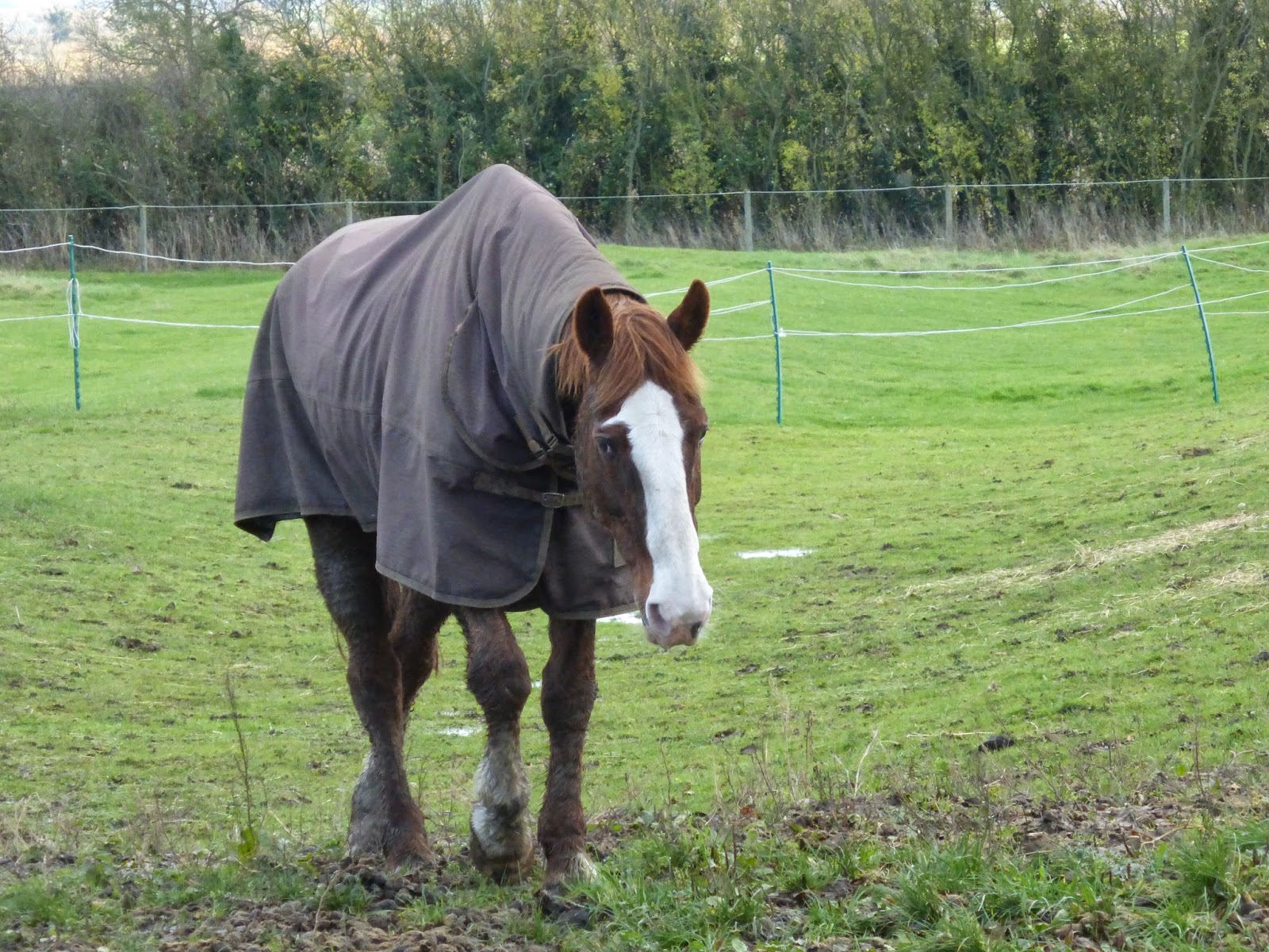 Horse Life and Love All about rugs part 1