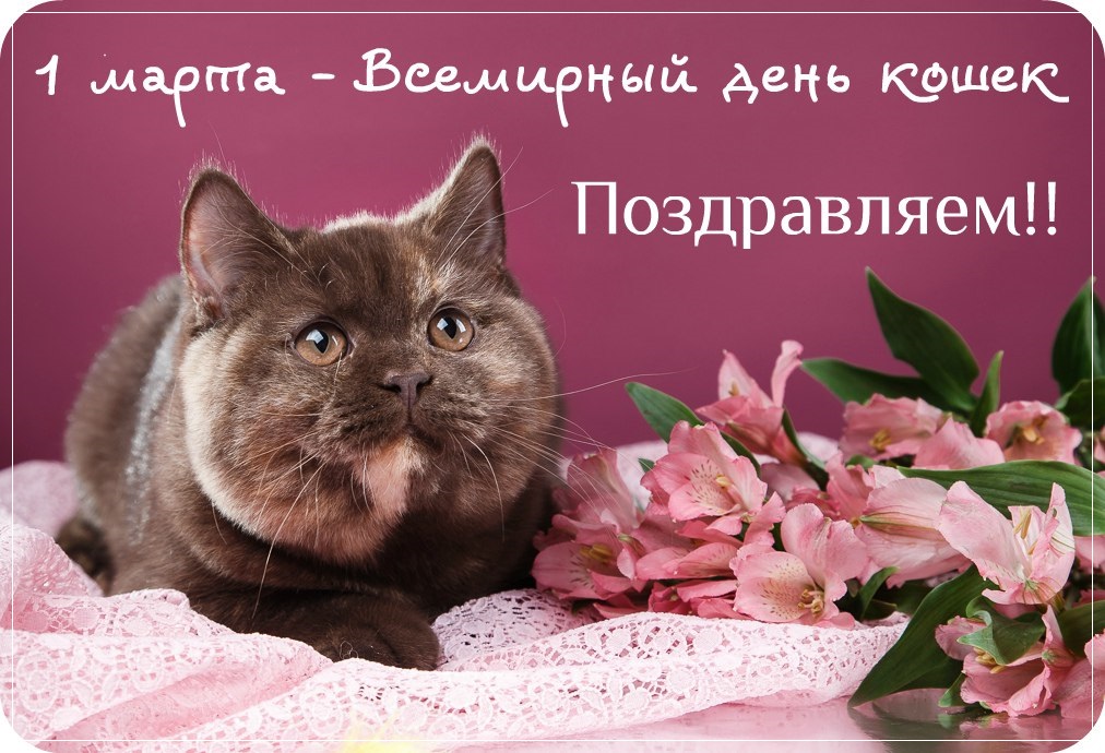 Картинки гонщиками, картинки с днем весны и кошек