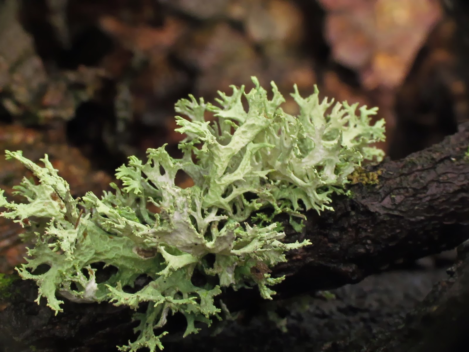 Notes from the Doorstep Week 5 and digging deep.