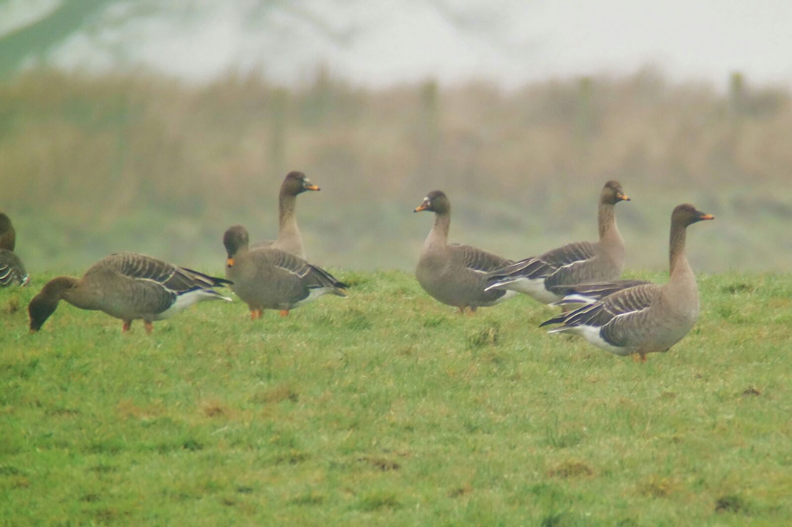 Angus' Bean Goose Blog Bean Geese at Slamannan