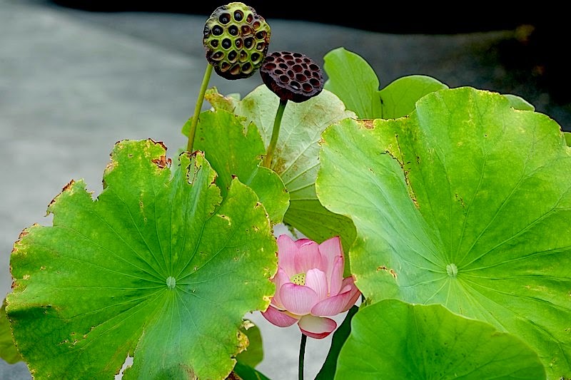小田原 邪宗門 毎月8日は『お釈迦さまの日』開基以来、念佛講の日。奇しくも蓮の開花です。