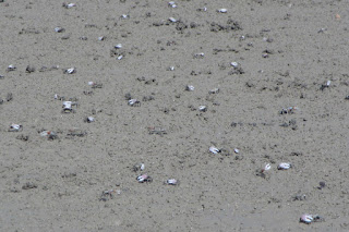 Uca seismella