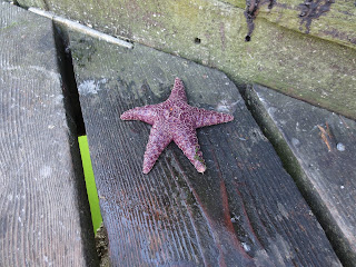 starfish on the docks in Jericho beach Vancouver, BC