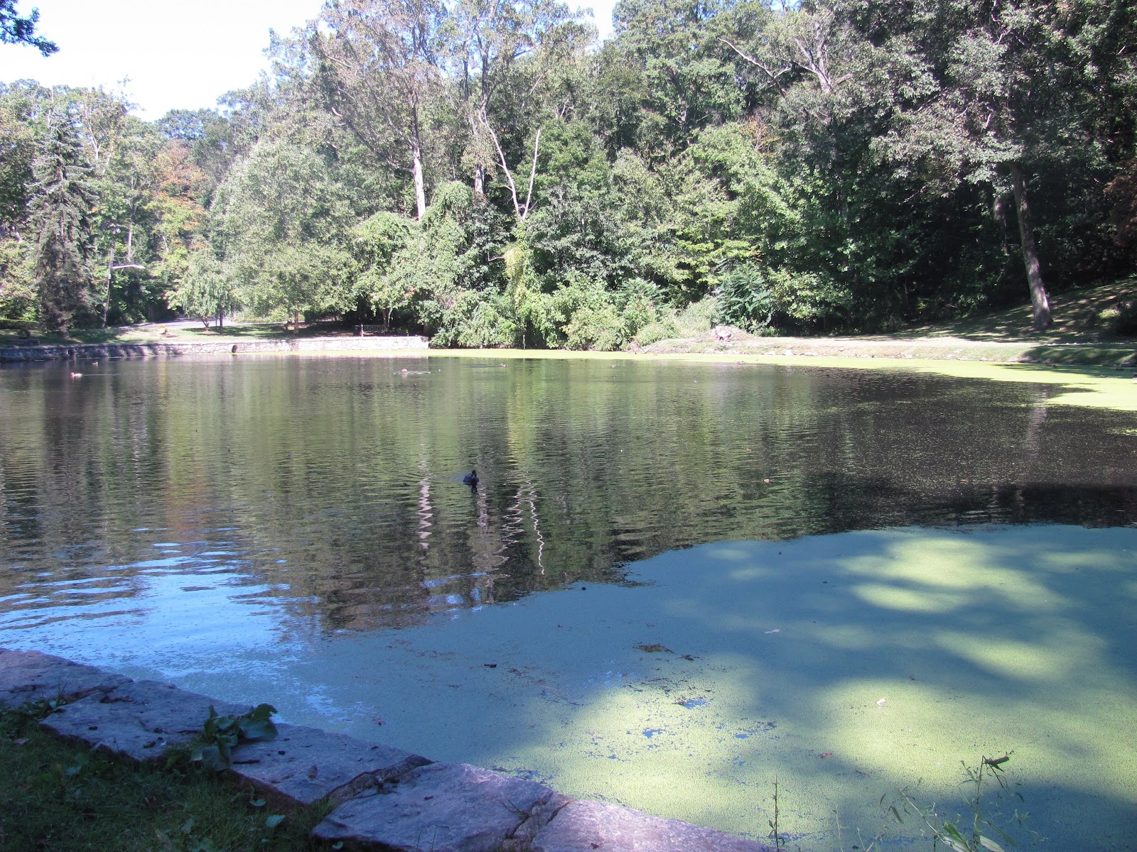 Edgemont Reflections Crane Pond Duckweed Update