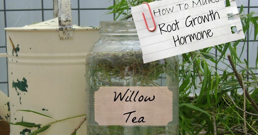 TSG Willow Tea Natures Help For Permaculture Gardeners