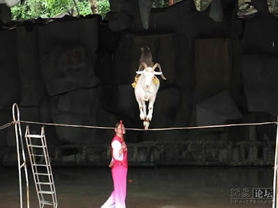 kambing atas tali