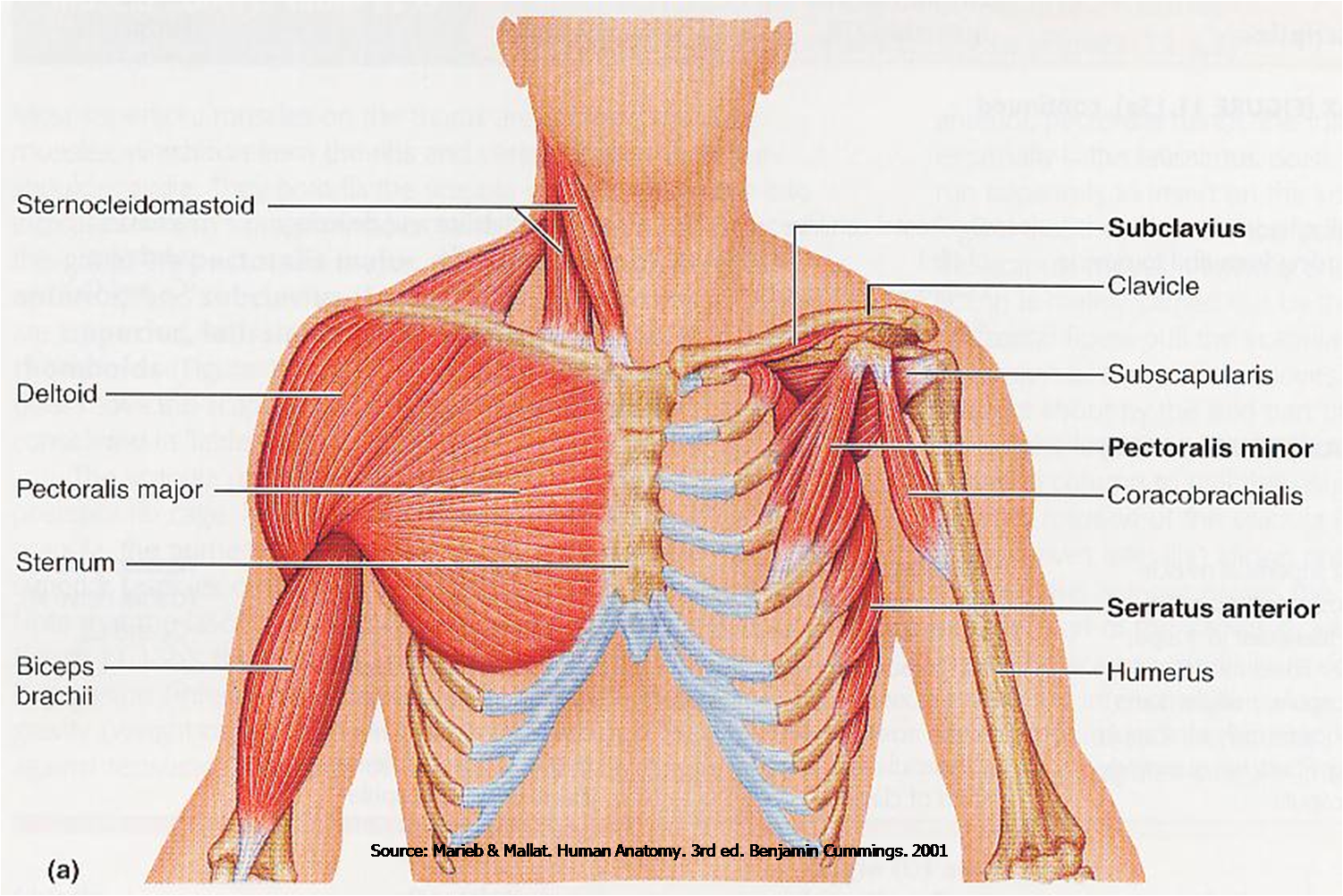 Снизу по середине. Pectoralis Minor мышца. Мышцы ключицы анатомия. Малая грудная мышца у женщин. Функция большой и малой грудной мышцы.