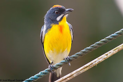 Prionochilus plateni - Palawan Flowerpecker