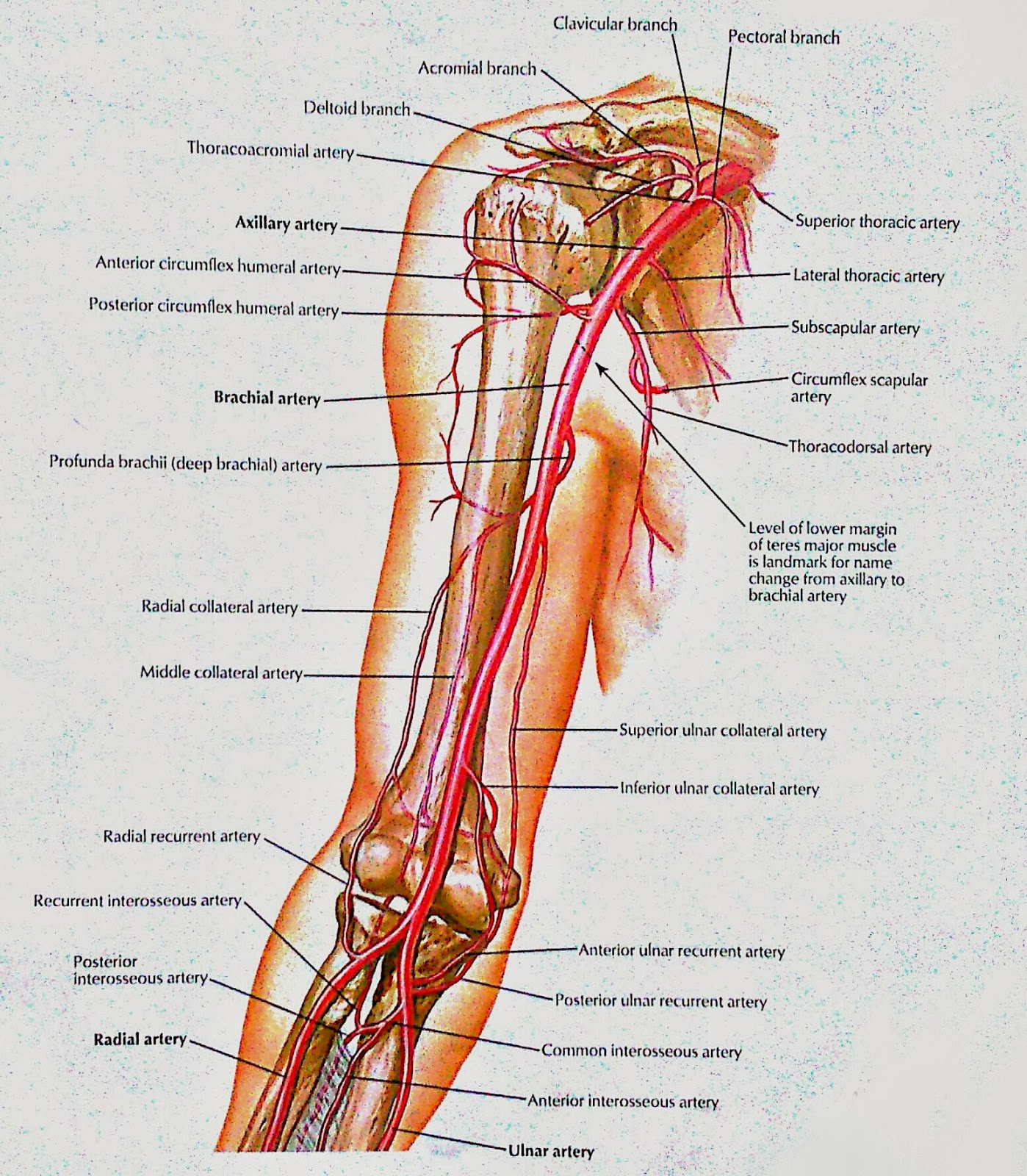 Visual Anatomy Brachial Artery And And Anastomoses Around Elbow