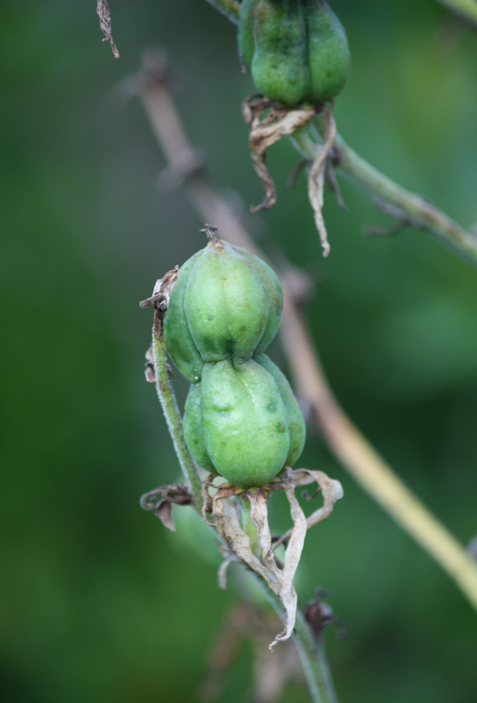66 Square Feet Plus Eating Yucca Fruit 66-square-feet-plus-eating-yucca-fruit