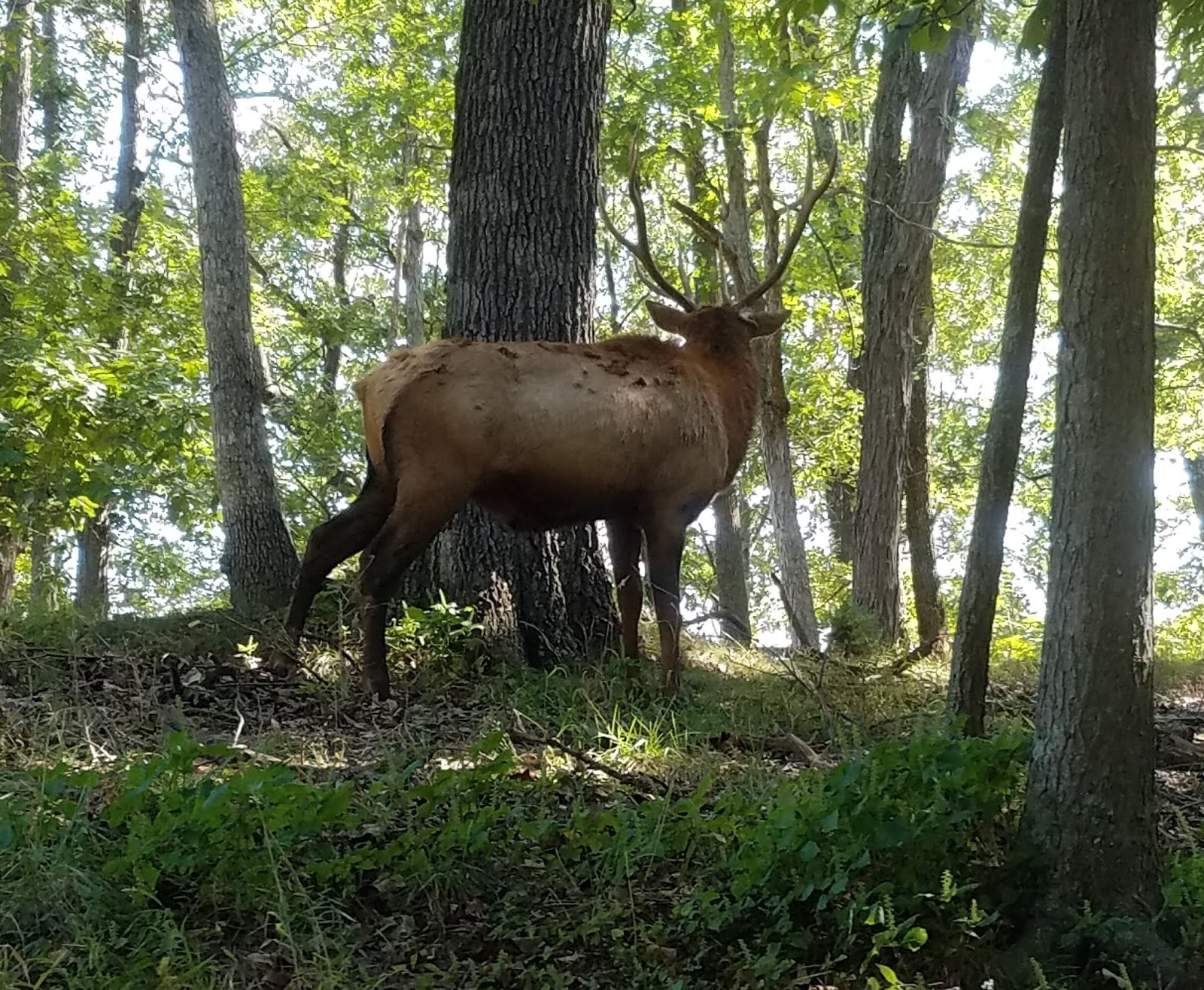 Play St. Louis Lone Elk Park, Valley Park